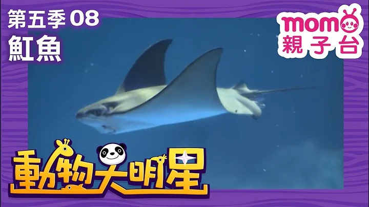 动物大明星 S5【𫚉鱼】第5季 第08集｜认识动物｜自然生态｜鱼类｜爬虫类｜昆虫｜海洋生物｜哺乳类｜Animal big star｜儿童电视节目【亲子台｜官方HD完整版】momokids - 天天要闻
