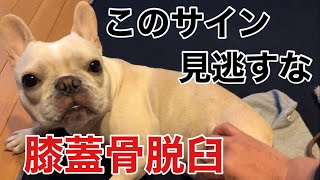 【こんな症状ない】パテラになると大変です初期の症状を知っておこう