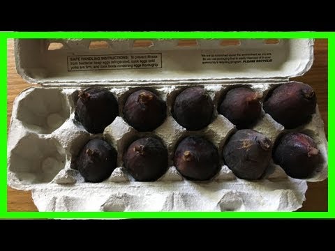 How to store fresh figs so they really last