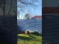 Baby Bear 🐻 Going Wild Over Mr. Squirrel 🐿️