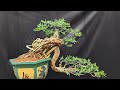 Báo giá bonsai mini mai chiếu thủy, linh sam, nguyệt quế, sam hương LH☎️ zalo: 0364 512 536