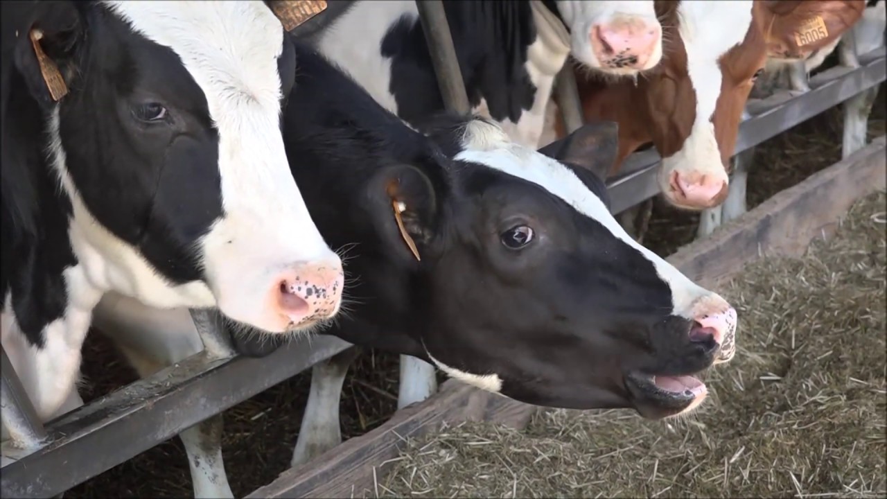 Mentor Emuleren ik heb dorst Waarom kalveren en koeien loeien - YouTube