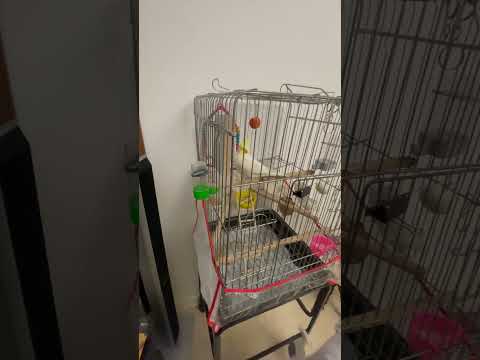 سلام گرم و ناز مصطفی عروس هلندی من بشما دوستای قشنگ مصطفی رو سابسکراب کنید تاکلی حرف بزنه براتون 