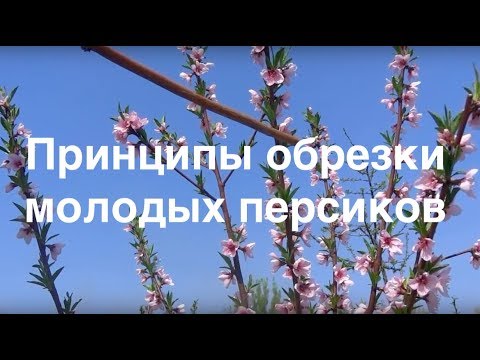 Принципы обрезки молодых персиков. Уход за персиками.