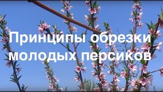 Принципы обрезки молодых персиков. Уход за персиками.