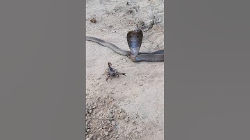 🦂🐍Black Cobra Snake and Scorpion found in the Forest#scorpion #blackcobra#cobra#wildlife #shorts