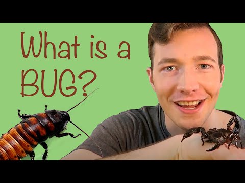 What is a Bug? Buggin' Ep.1