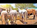 APRESENTANDO CAVALOS DE VAQUEJADA!! VAQUEJADA DE SANTA CRUZ DO CAPIBARIBA PE!!