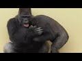 ZEE Gorilla Mode neet Primates Zoo Devnarayan leak street Gupta