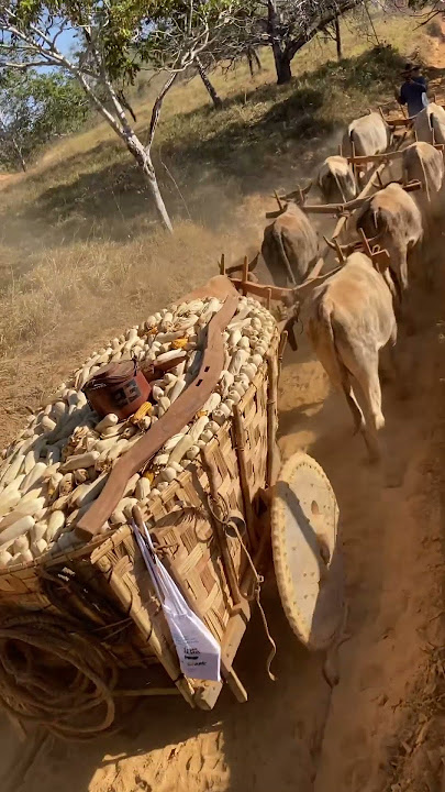 Isso é o Carro de boi , Levanta poeira, boiadeiro, Porque no carro de boi…Cada estrada tem alma!