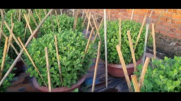 Bông cúc đại đóa tết 2024(2/11âl)#cucdaidoa #ToanNguyen#0335390179