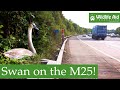 Swan crash lands on the UK&#39;s busiest motorway!