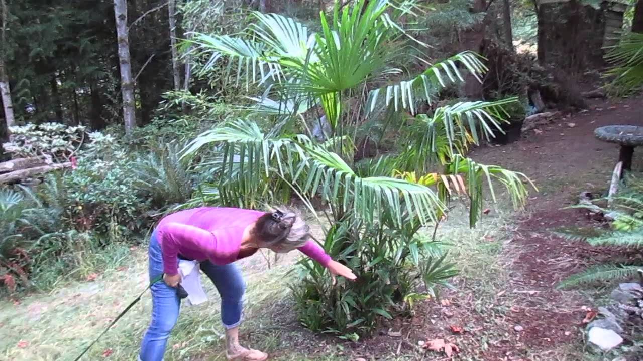 Local Palms of Salt Spring Island