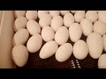 Первая закладка 2021 года, инкубация гусиных яиц.