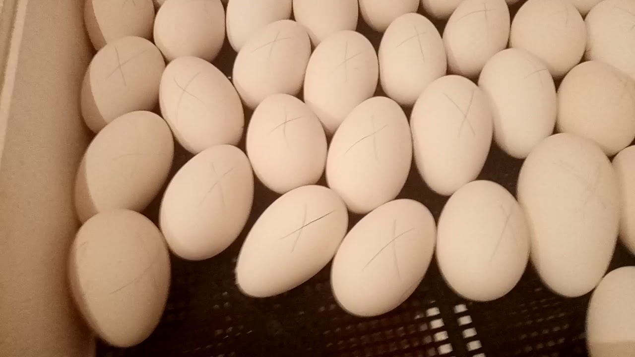 Закладка яиц в инкубатор блиц. Яйцо гусиное инкубационное. Инкубатор Вегас на 90 яиц. Гусиные яйца фото. Закладка гусиных яиц.