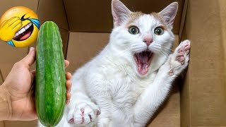 Best Funny Animal Videos -Funniest Cats /Dog Videos 2024🐶 😎#3