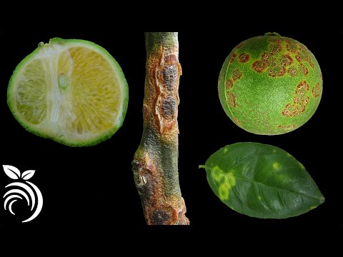 Video: Tratamiento de Citrus Tristeza: aprenda a detener el rápido declive de los cítricos