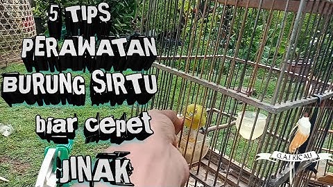 🔴5 tips perawatan burung sirtu supaya cepet jinak dan gacorrr