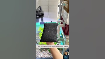 Nâng cấp bộ lọc hiệu quả cho bể cá với than hoạt tính | Water filter carbon #aquarium  #shorts