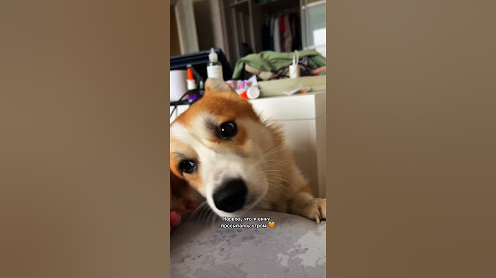 Ты ещё не с нами? Коржик обидится! #корги #dogs #corgi #милота #хочуобнять #shorts