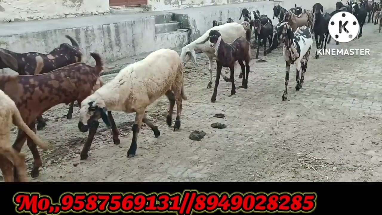 ...6375303945# sirohibreed 15 से 25 kg सिरोही किड्स M. sirohi breed female sasti...