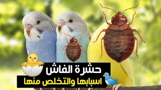 سلسلة امراض طيور الزينة (5️⃣)حشرة الفاش الاحمر ( العثة)  المزعجة وكيفية مقاومتها والقضاء عليها