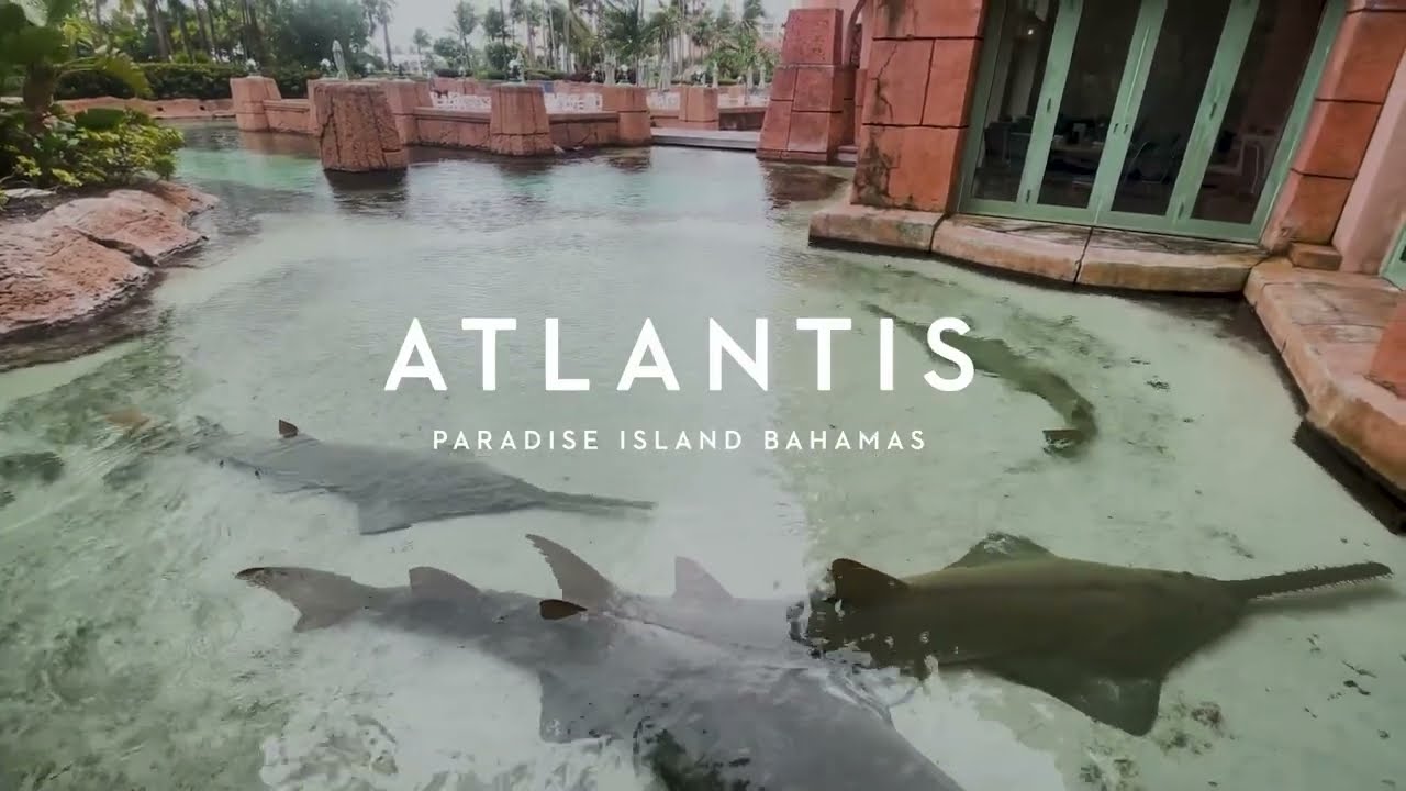 International Sawfish Day 2024