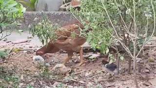 Chicks and their mother forage in the garden by Dog Online 2,333 views 6 years ago 3 minutes, 7 seconds