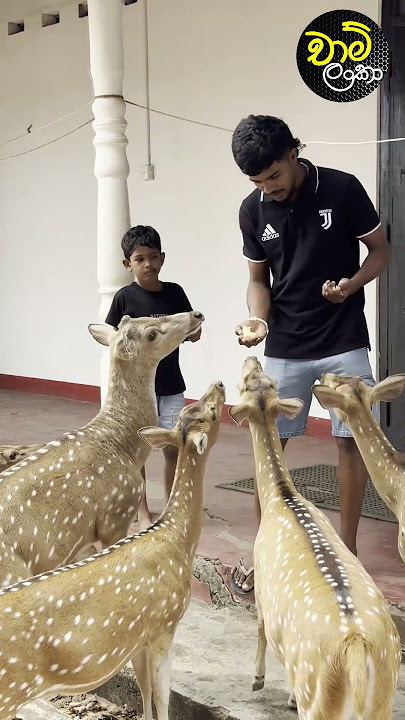 Download lagu මුව රංචුවකට අහුවෙච්චි පොඩ්ඩා