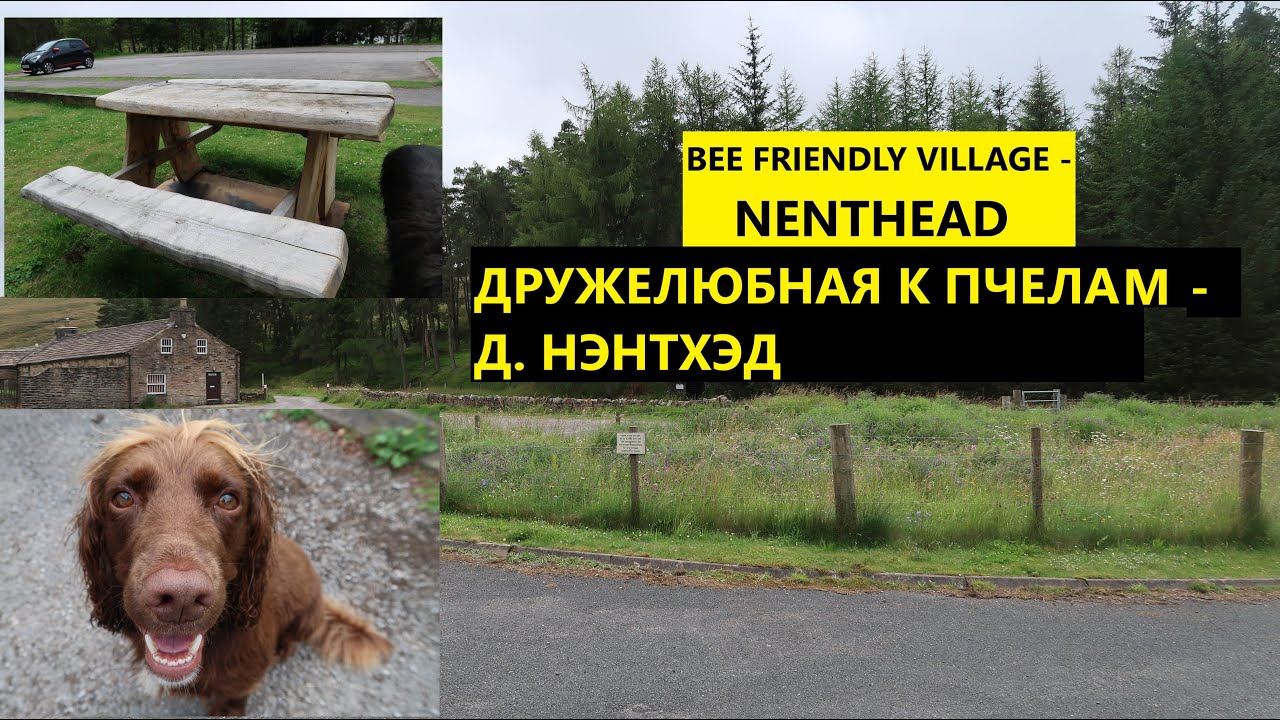 BEE Friendly - NENTHEAD | ДРУЖЕЛЮБНАЯ К ПЧЕЛАМ Д. НЭНТХЭД, Англия| England