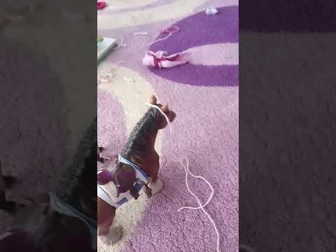 Обзор+урок по уздечки для тяжеловозов schleich 🐎