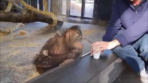 Monkeys react to magic tricks (super funny video)