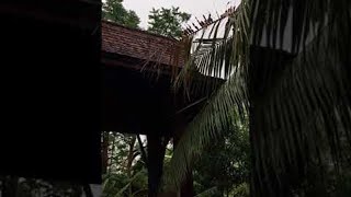 Huge Snake Overhead || ViralHog