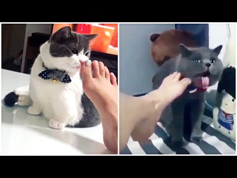 Видео: Несогласованность ног у кошек