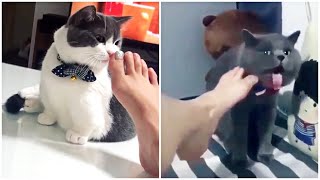 Смешная реакция кошек на запах ног 😎 Лучшие приколы Тик Ток 😎 Смешные видео с кошками
