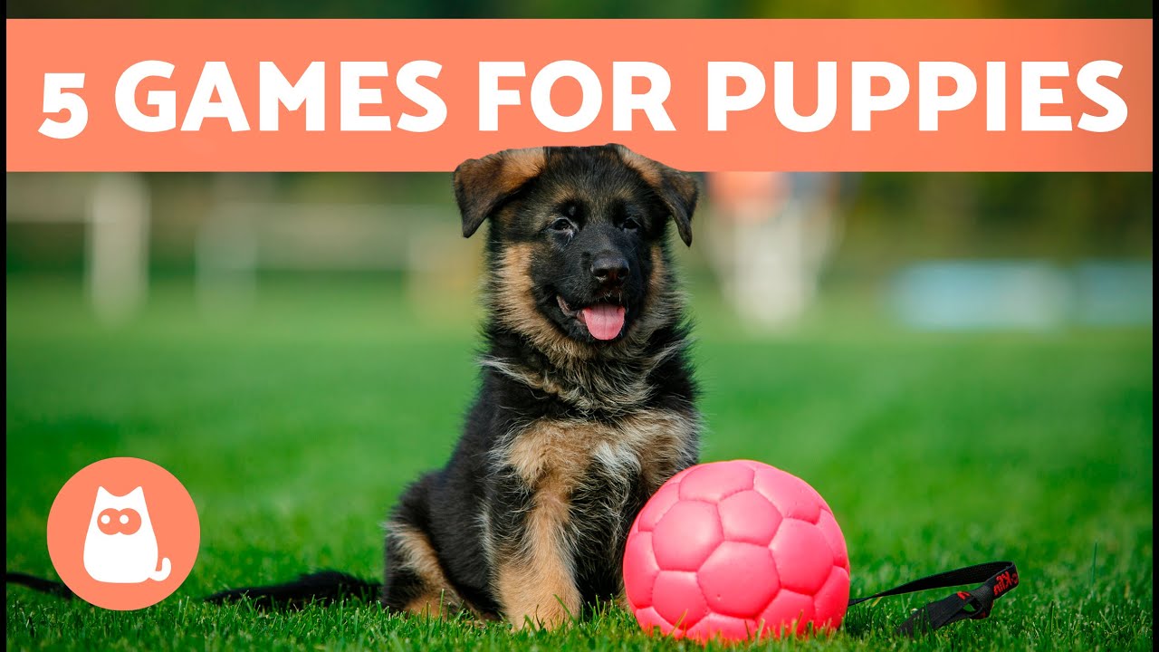 The Best Games to Play with Your Puppy