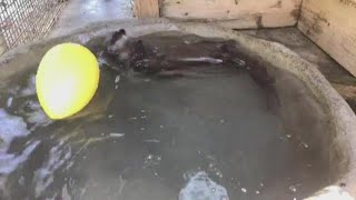 Bringing the zoo to you: river otter care