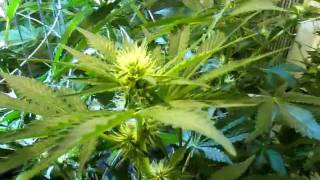 My Medical Grow January 21 2012 - Alien Double Dog