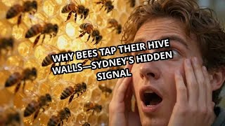 Why Bees Tap Their Hive Walls—Sydney’s Hidden Signal
