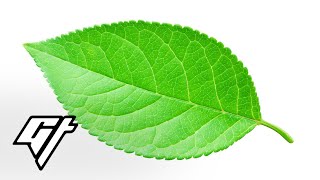 Download Lagu How a Leaf Flute in the Hands of a Master Sounds Like MP3 Download Lagu How a Leaf Flute in the Hands of a Master Sounds Like MP3