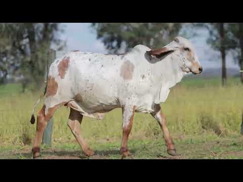 LOTE 23   ARVORE FIV CAL   CAL 15174