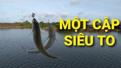 Câu cá bóng đục ngày cuối tuần vô mánh, toàn cá siêu to khổng lồ || Câu cá thiên nhiên