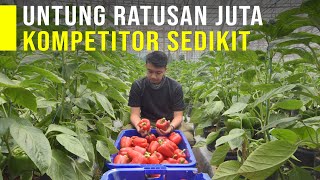 Usia Muda Sukses Jadi Petani Paprika Potensi Pasar Masih Luas dan Permintaan Paprika Tinggi