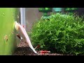 Using KW Shrimps Lubao In My Tanks Using KW Shrimps Lubao In My Tanks