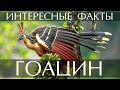 Гоацин - интересные факты