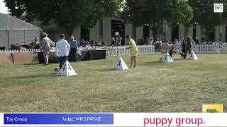 Three Counties Day 2 Toy and Terrier Groups