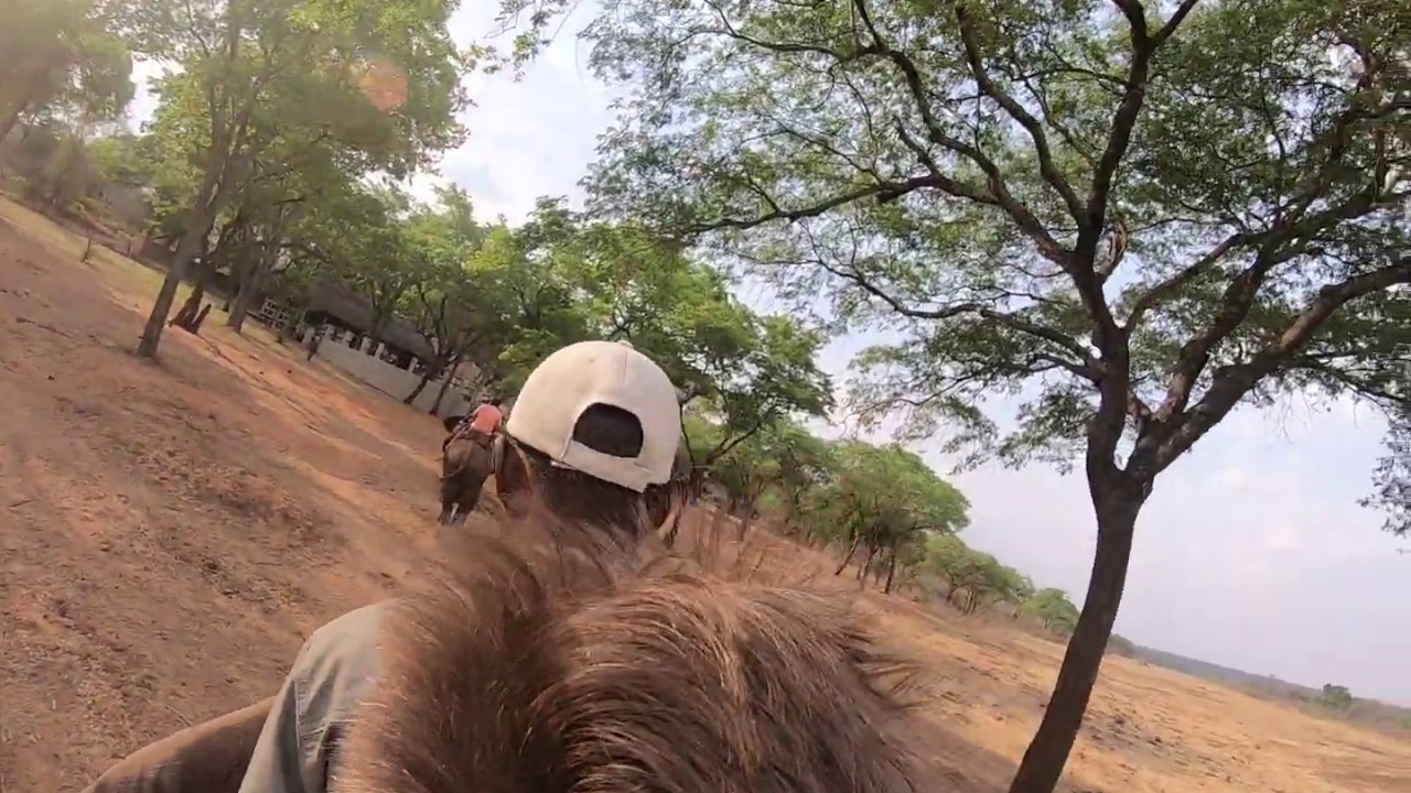 Ride African Elephant - YouTube