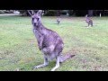 Baby (Joey)  Kangaroo sticks  head out of  mums pouch