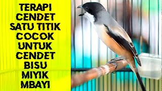 Pancingan Cendet Satu Titik Mampu Buat Cendet BISU, MIYIK, Mbayi Langsung Gacor dan Emosi
