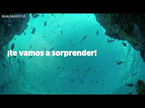 Video: Inteligencia De Peces - ¿Qué Tan Inteligentes Son Los Peces?